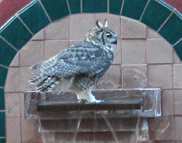 Great horned owl